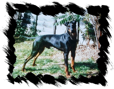 Manchester terrier coombelane figaro picture