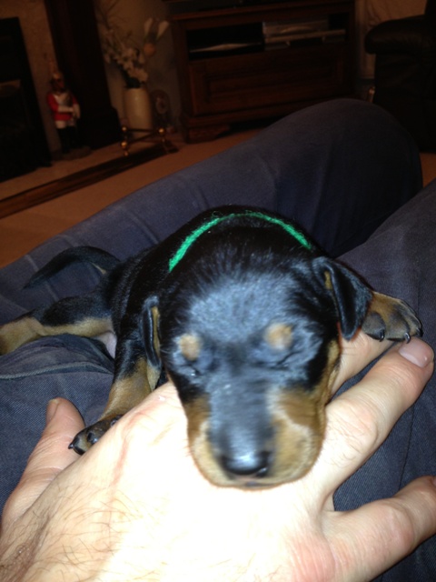 Mr Green at 2 weeks